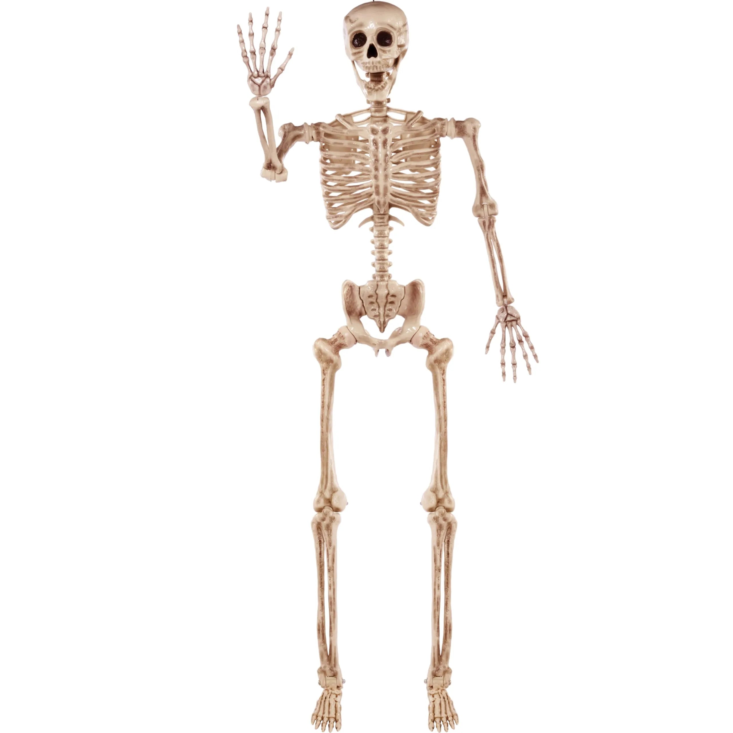 5.6ft Halloween Posable Life Size Skeleton Full Body Realistic Bones with Movable Joints - Image 2