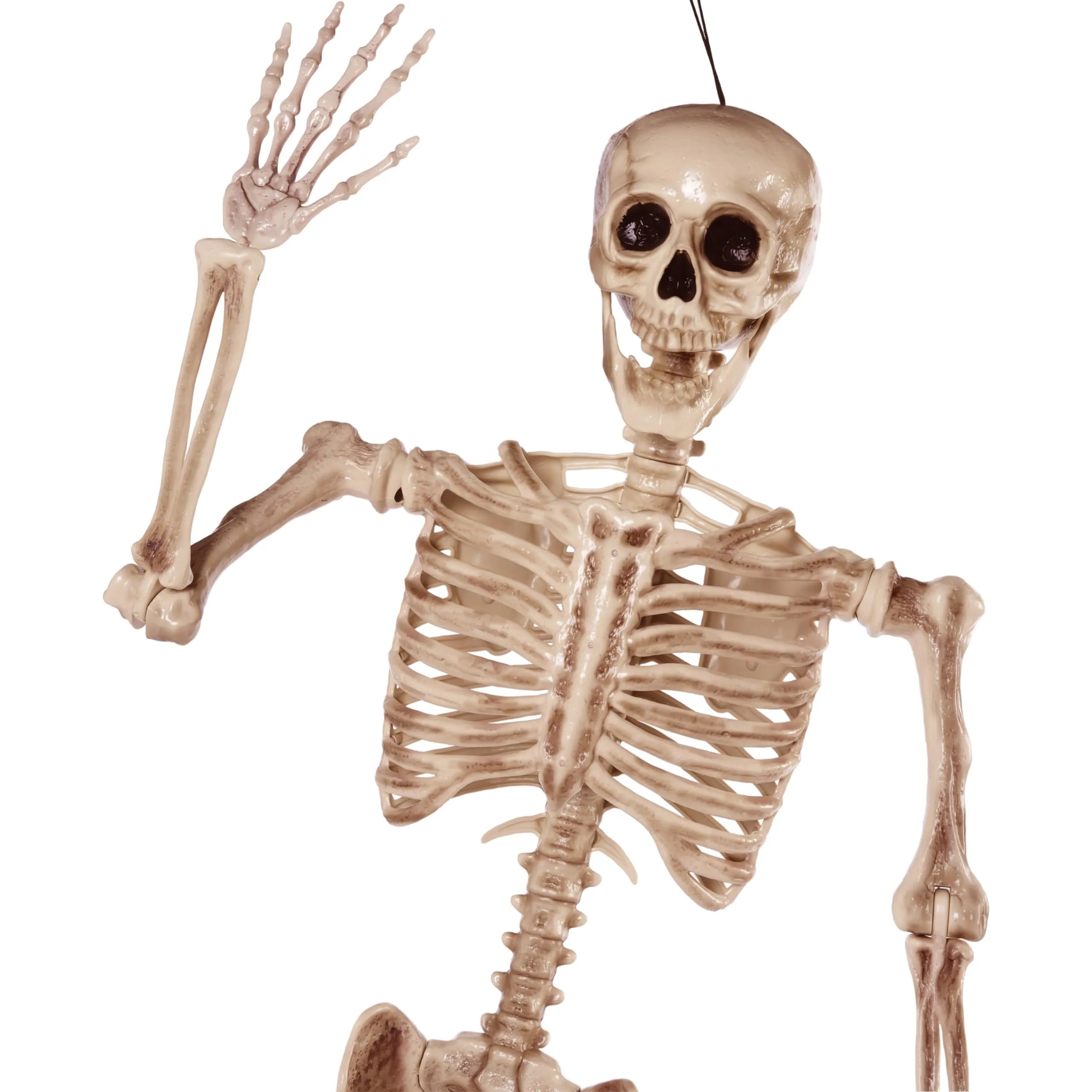 5.6ft Halloween Posable Life Size Skeleton Full Body Realistic Bones with Movable Joints - Image 3