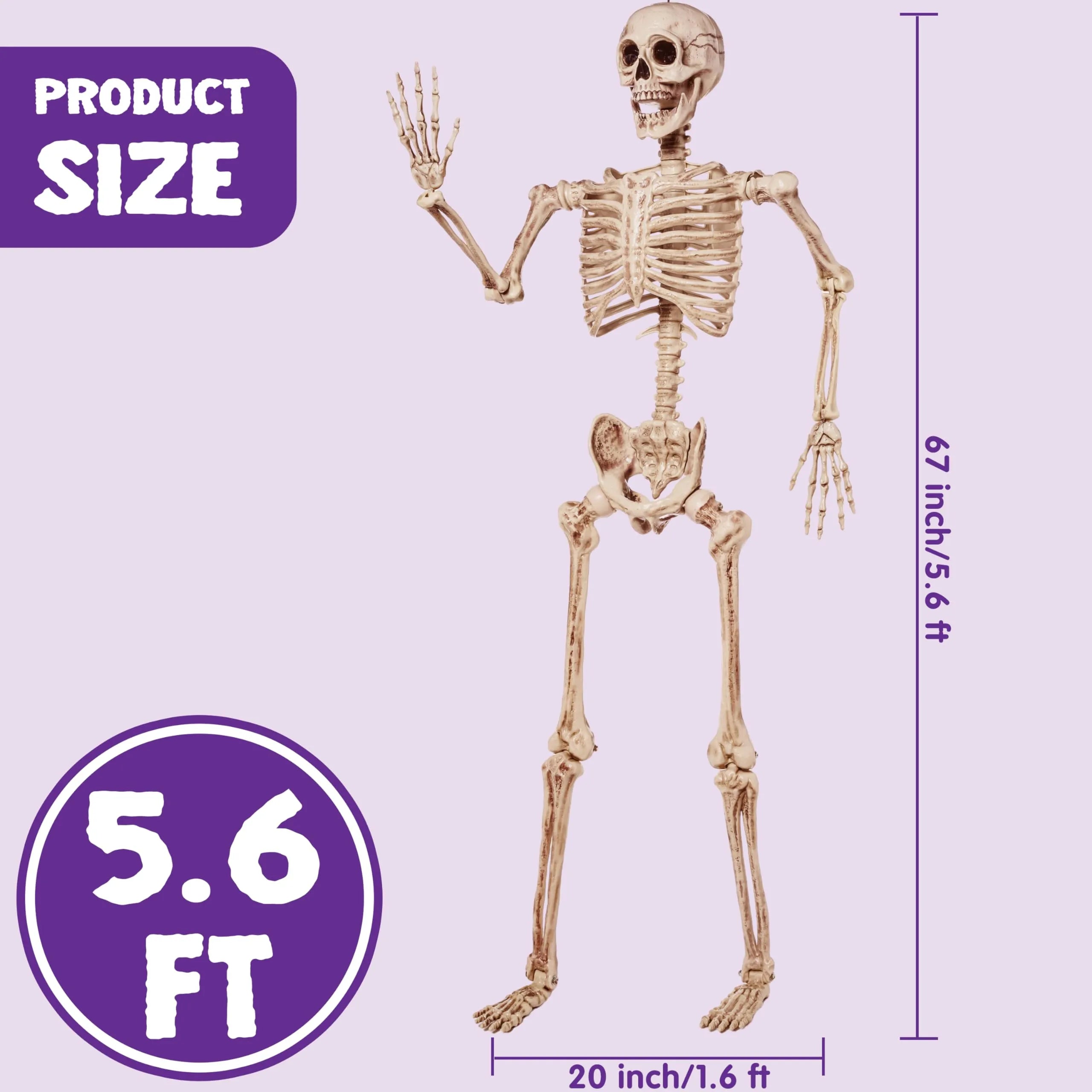 5.6ft Halloween Posable Life Size Skeleton Full Body Realistic Bones with Movable Joints - Image 9